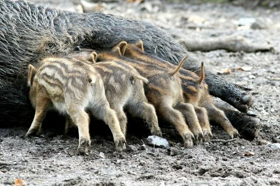 Wildschwein Bache mit Frischling Wildpark Alte Fasanerie Klein Auheim 2018