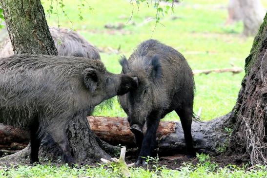 Wildschwein Wildpark Alte Fasanerie Klein Auheim 2018