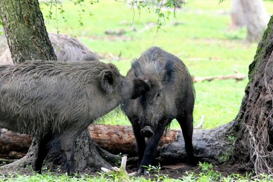 Wildschwein Wildpark Alte Fasanerie Klein Auheim 2018