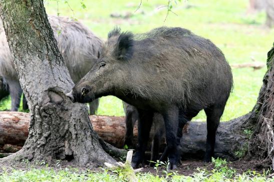 Wildschwein Wildpark Alte Fasanerie Klein Auheim 2018