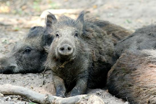 Wildschwein Wildpark Alte Fasanerie Klein Auheim 2018