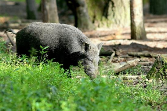 Wildschwein Wildpark Alte Fasanerie Klein Auheim 2018