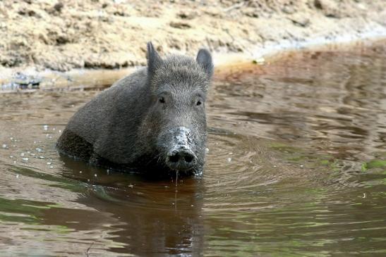 Wildschwein Wildpark Alte Fasanerie Klein Auheim 2018