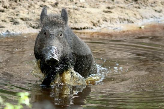 Wildschwein Wildpark Alte Fasanerie Klein Auheim 2018