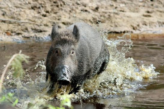 Wildschwein Wildpark Alte Fasanerie Klein Auheim 2018