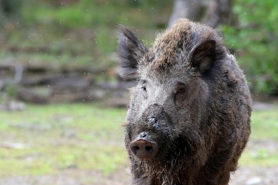 Wildschwein Wildpark Alte Fasanerie Klein Auheim 2018