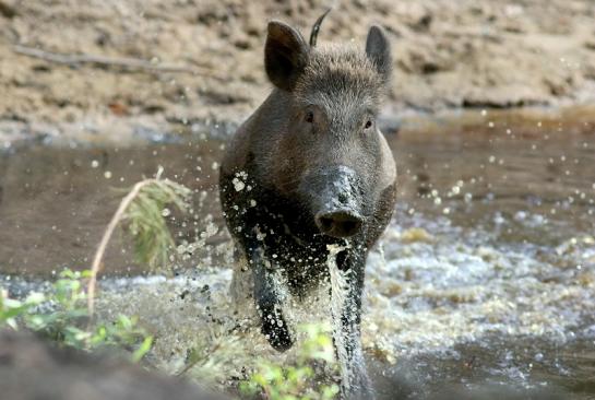 Wildschwein Wildpark Alte Fasanerie Klein Auheim 2018