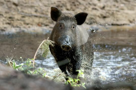 Wildschwein Wildpark Alte Fasanerie Klein Auheim 2018