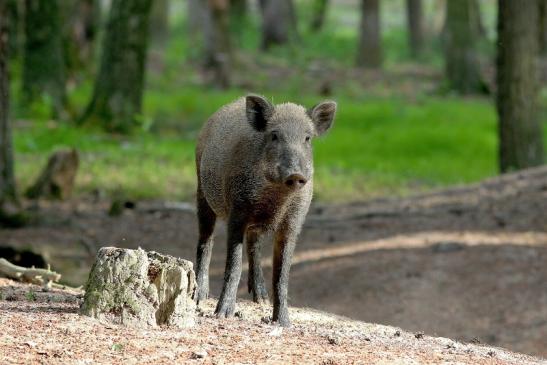 Wildschwein Wildpark Alte Fasanerie Klein Auheim 2018