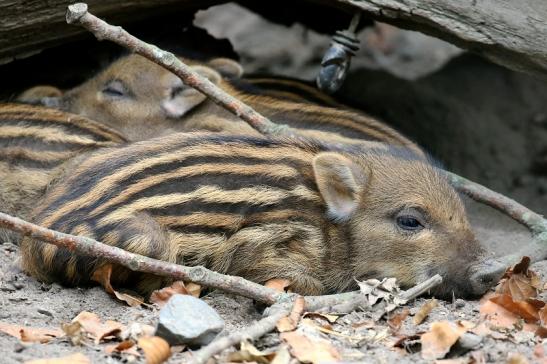 Wildschwein Frischling Wildpark Alte Fasanerie Klein Auheim 2018