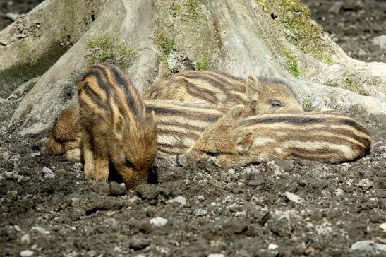 Wildschwein Frischling Wildpark Alte Fasanerie Klein Auheim 2018