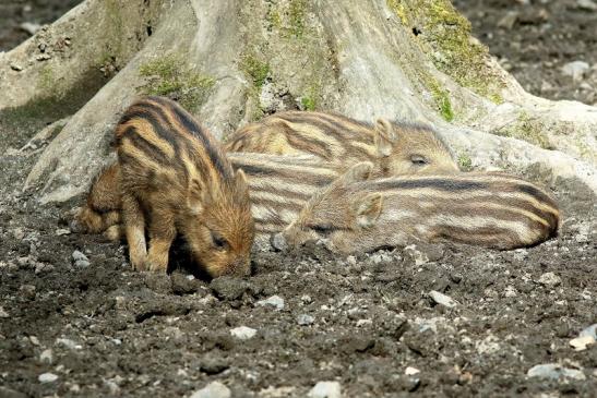 Wildschwein Frischling Wildpark Alte Fasanerie Klein Auheim 2018