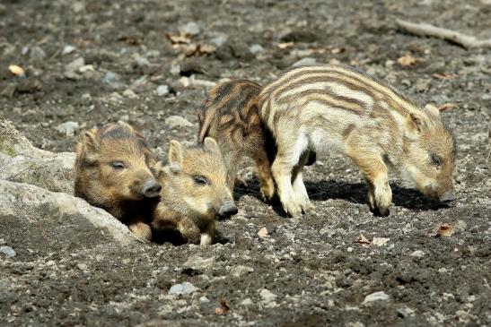 Wildschwein Frischling Wildpark Alte Fasanerie Klein Auheim 2018