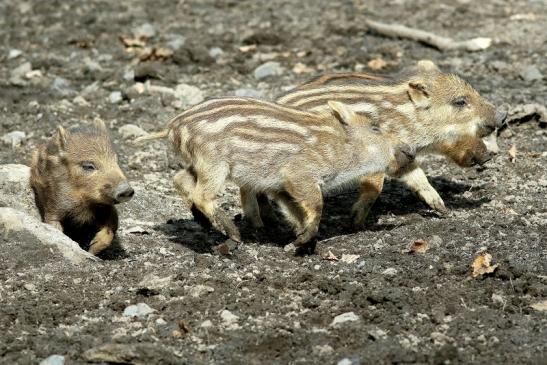 Wildschwein Frischling Wildpark Alte Fasanerie Klein Auheim 2018