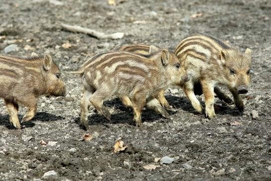 Wildschwein Frischling Wildpark Alte Fasanerie Klein Auheim 2018