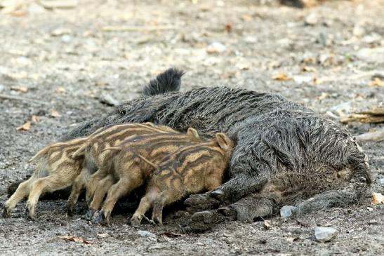 Wildschwein Bache mit Frischling Wildpark Alte Fasanerie Klein Auheim 2018