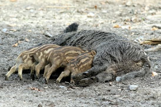 Wildschwein Bache mit Frischling Wildpark Alte Fasanerie Klein Auheim 2018