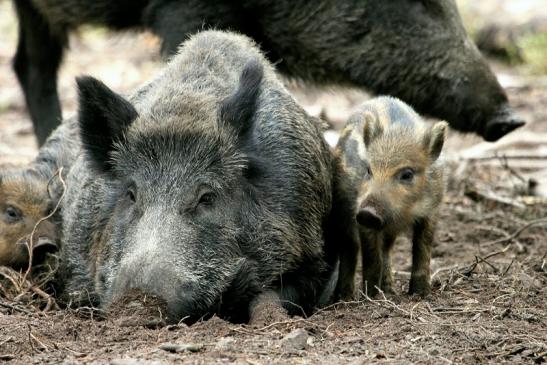 Wildschwein Bache mit Frischling Alte Fasanerie Klein Auheim 2013