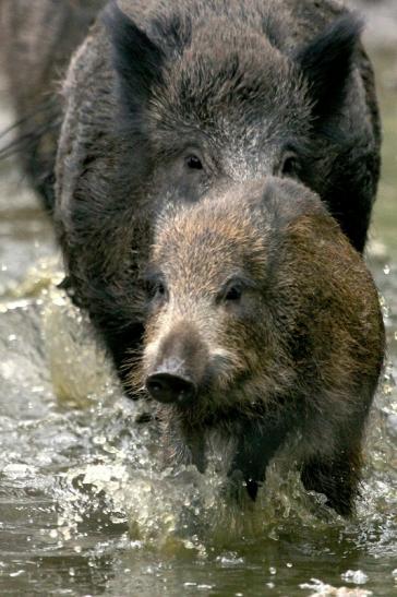 Wildschwein Alte Fasanerie Klein Auheim 2013