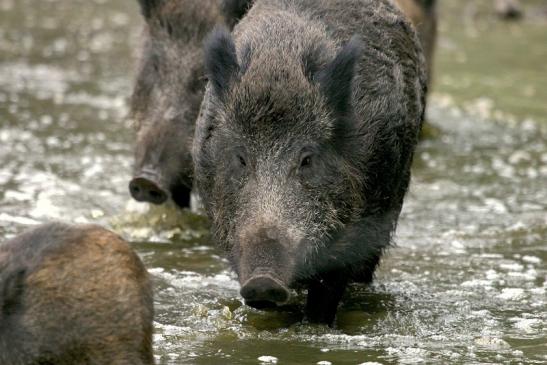 Wildschwein Alte Fasanerie Klein Auheim 2013