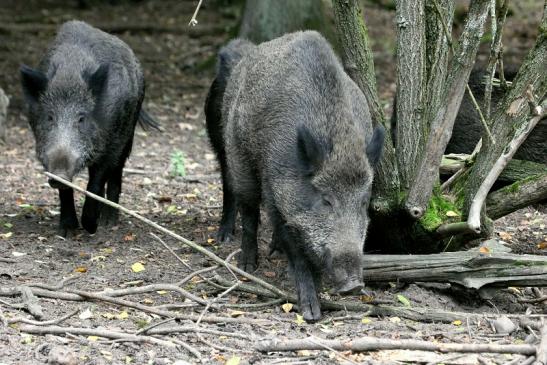 Wildschwein Alte Fasanerie Klein Auheim 2013