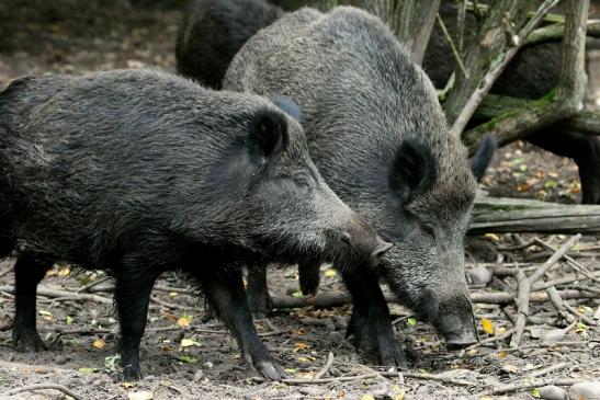 Wildschwein Alte Fasanerie Klein Auheim 2013