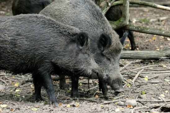 Wildschwein Alte Fasanerie Klein Auheim 2013