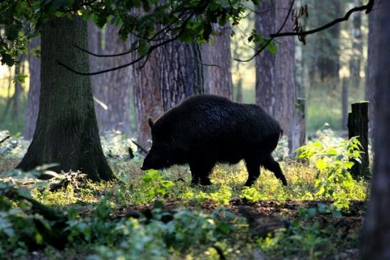 Wildschwein Alte Fasanerie Klein Auheim 2013