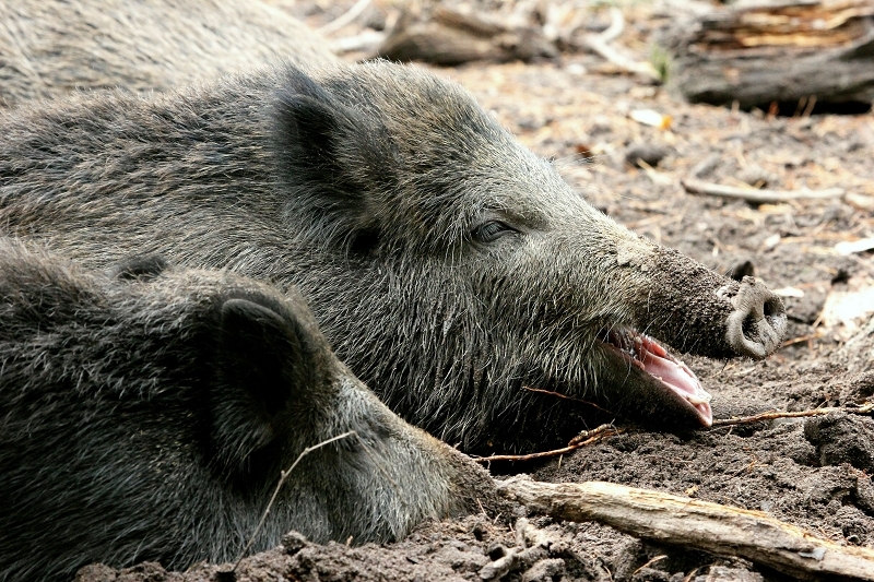 Wildschwein Alte Fasanerie Klein Auheim 2013