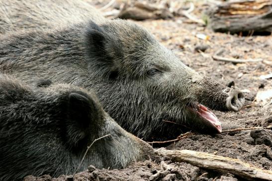 Wildschwein Alte Fasanerie Klein Auheim 2013