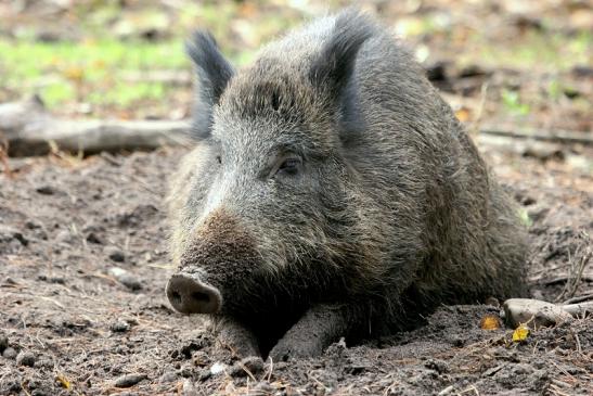 Wildschwein Alte Fasanerie Klein Auheim 2013