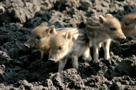 Wildschwein Frischling Alte Fasanerie Klein Auheim 2014