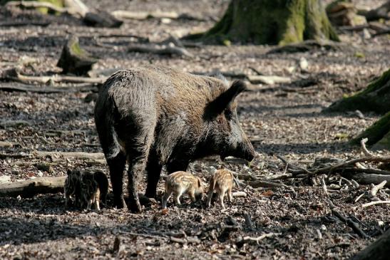 Wildschwein Bache mit Frischling Alte Fasanerie Klein Auheim 2014