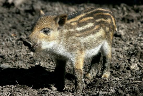 Wildschwein Frischling Alte Fasanerie Klein Auheim 2014