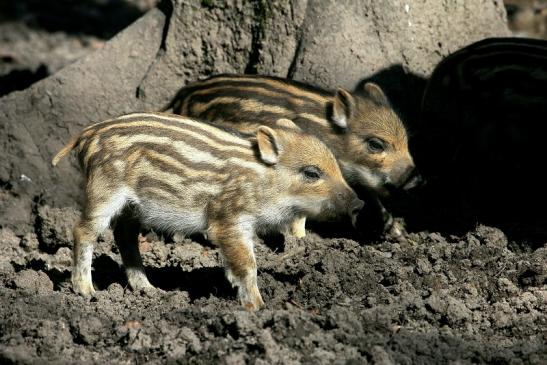 Wildschwein Frischling Alte Fasanerie Klein Auheim 2014