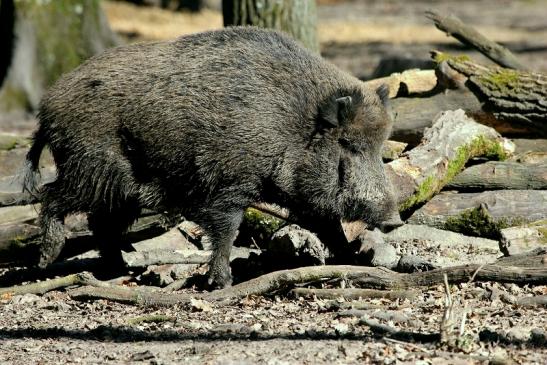 Wildschwein Alte Fasanerie Klein Auheim 2014