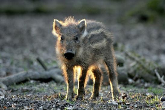 Wildschwein Frischling Alte Fasanerie Klein Auheim 2014