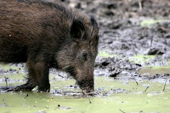 Wildschwein Alte Fasanerie Klein Auheim 2014