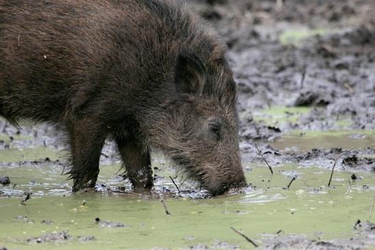 Wildschwein Alte Fasanerie Klein Auheim 2014