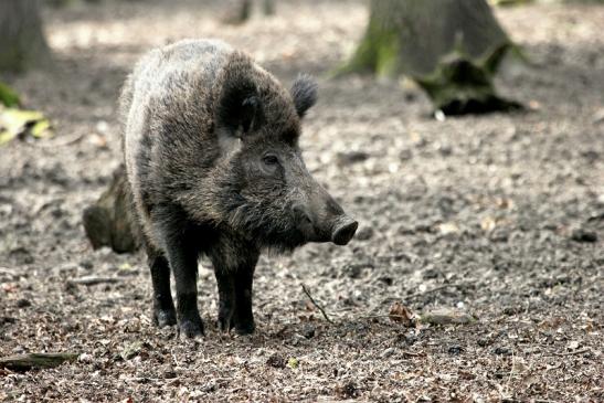 Wildschwein Alte Fasanerie Klein Auheim 2014