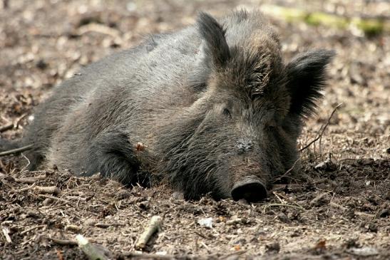 Wildschwein Alte Fasanerie Klein Auheim 2014