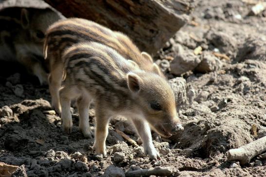 Wildschwein Frischling Alte Fasanerie Klein Auheim 2014