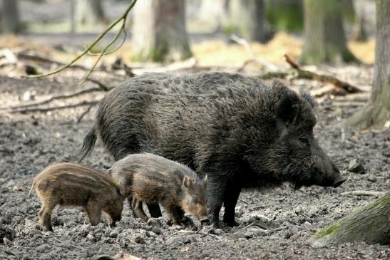 Wildschwein Bache mit Frischling Alte Fasanerie Klein Auheim 2014