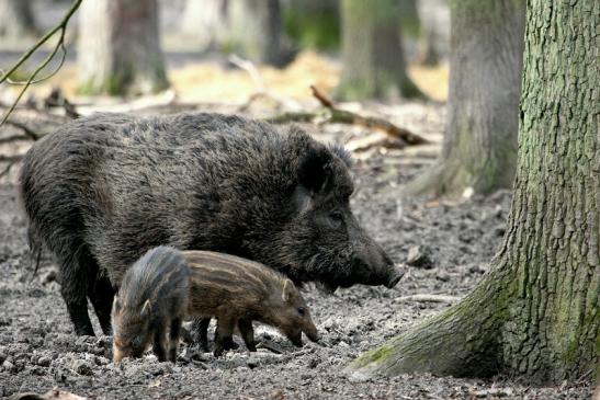 Wildschwein Bache mit Frischling Alte Fasanerie Klein Auheim 2014