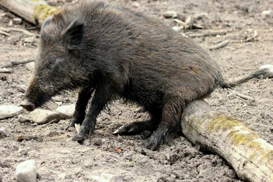 Wildschwein Alte Fasanerie Klein Auheim 2014