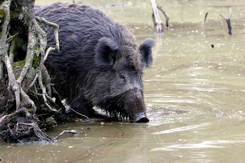 Wildschwein Alte Fasanerie Klein Auheim 2014