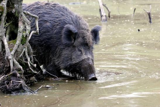 Wildschwein Alte Fasanerie Klein Auheim 2014