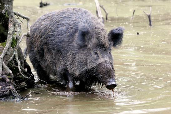 Wildschwein Alte Fasanerie Klein Auheim 2014