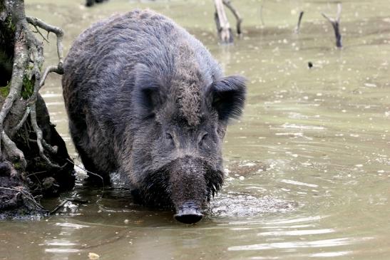 Wildschwein Alte Fasanerie Klein Auheim 2014