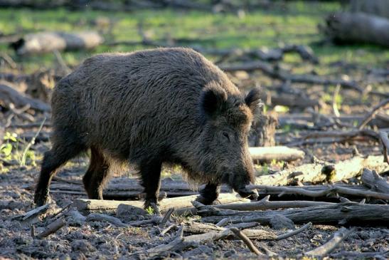 Wildschwein Alte Fasanerie Klein Auheim 2014